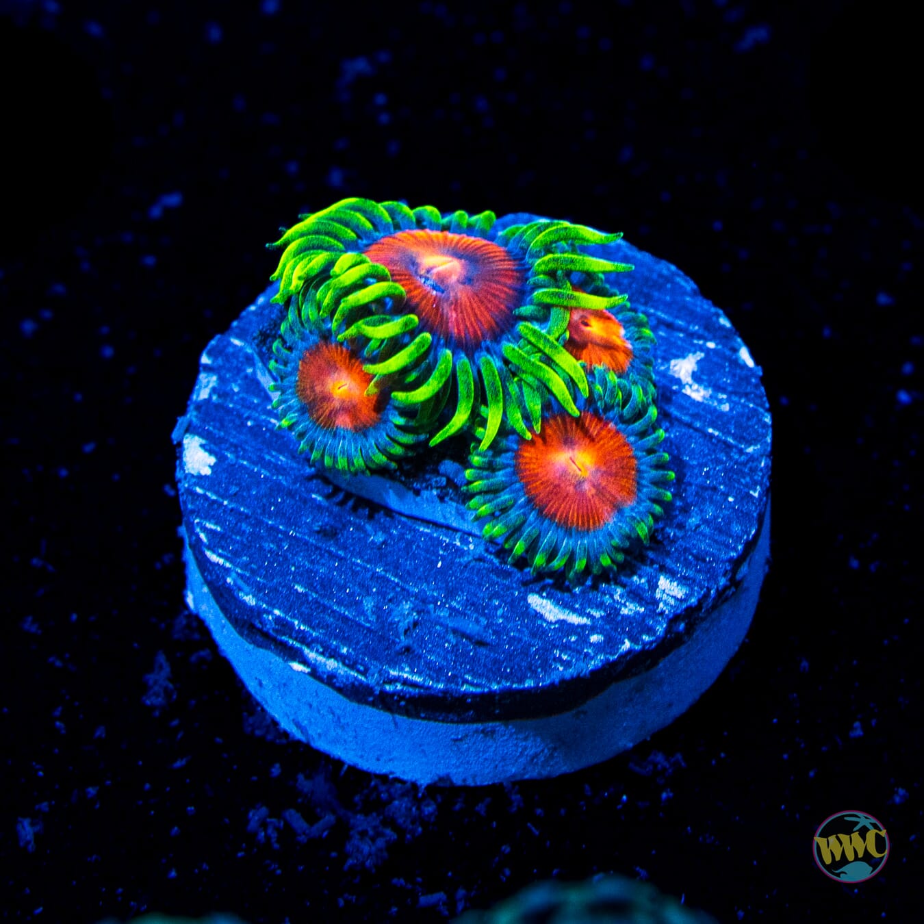 WWC Elemental Fury Zoanthids