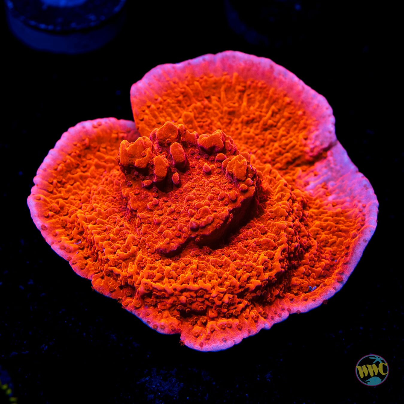 Red Cap Montipora