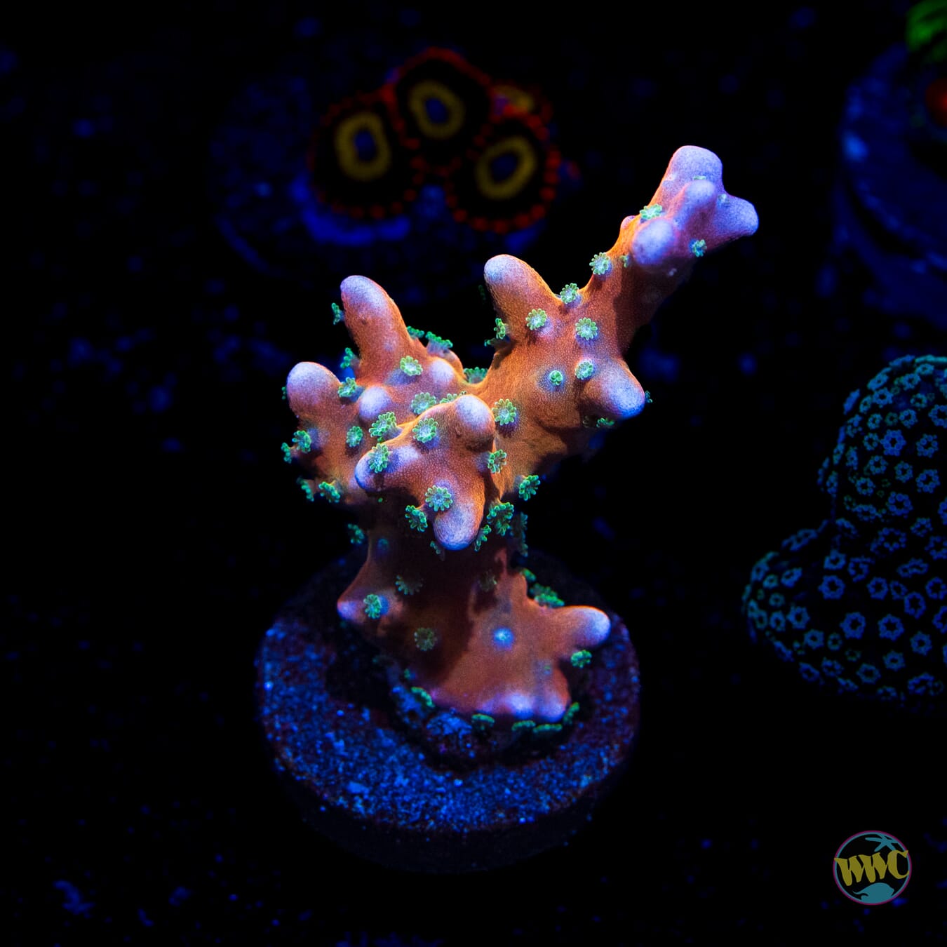 RR Tropicana Anacropora