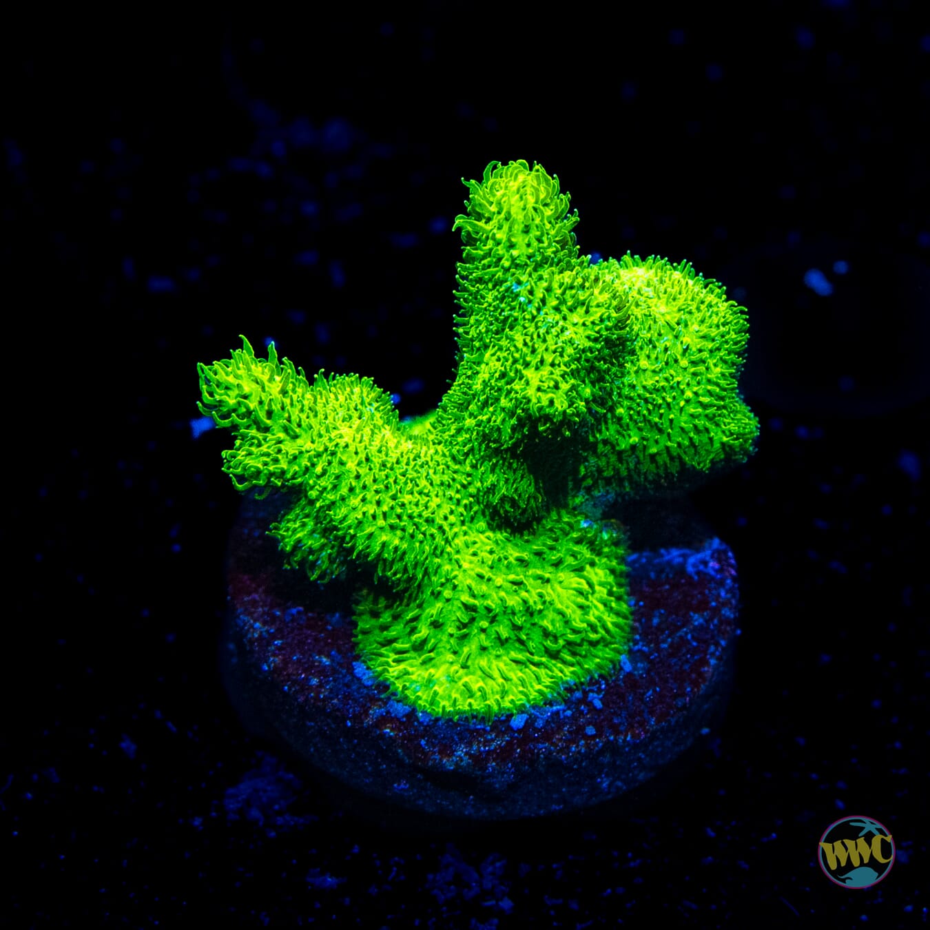 ORA Kelly Green Branching Psammocora