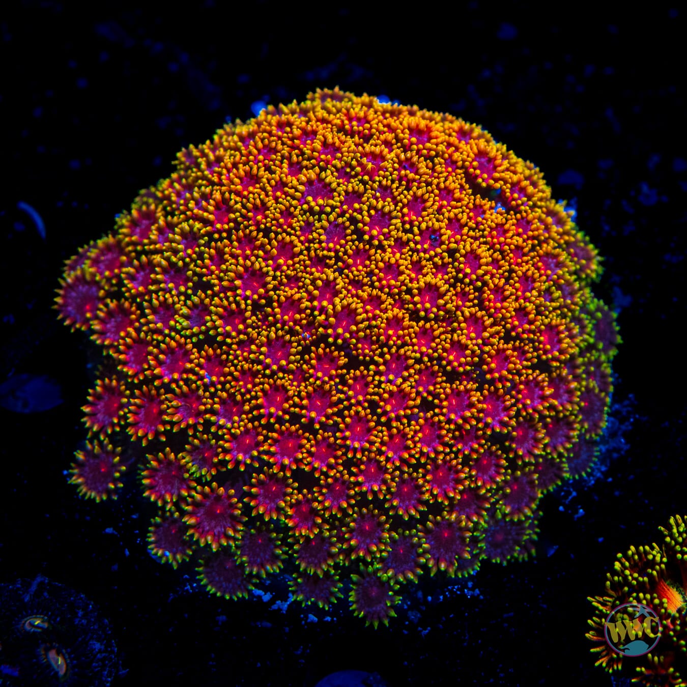 WWC Mai Tai Micro Goniopora