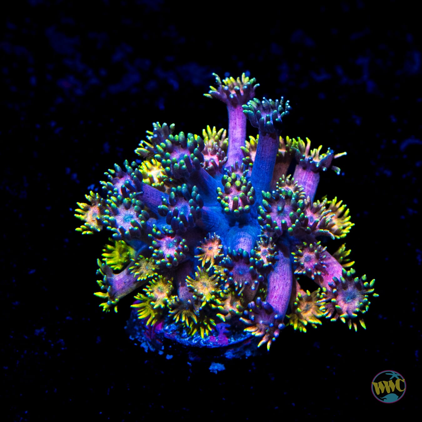 Catch the Rainbow Goniopora