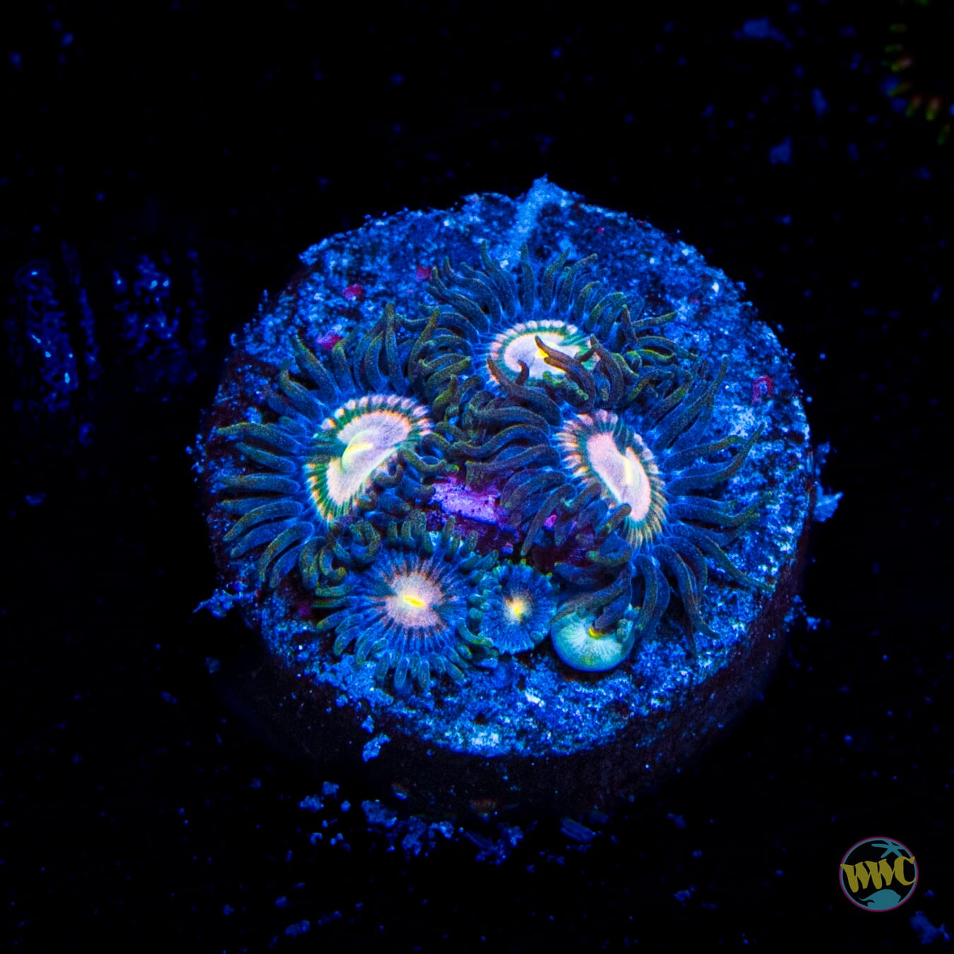 WWC Amazon Fury Zoanthids