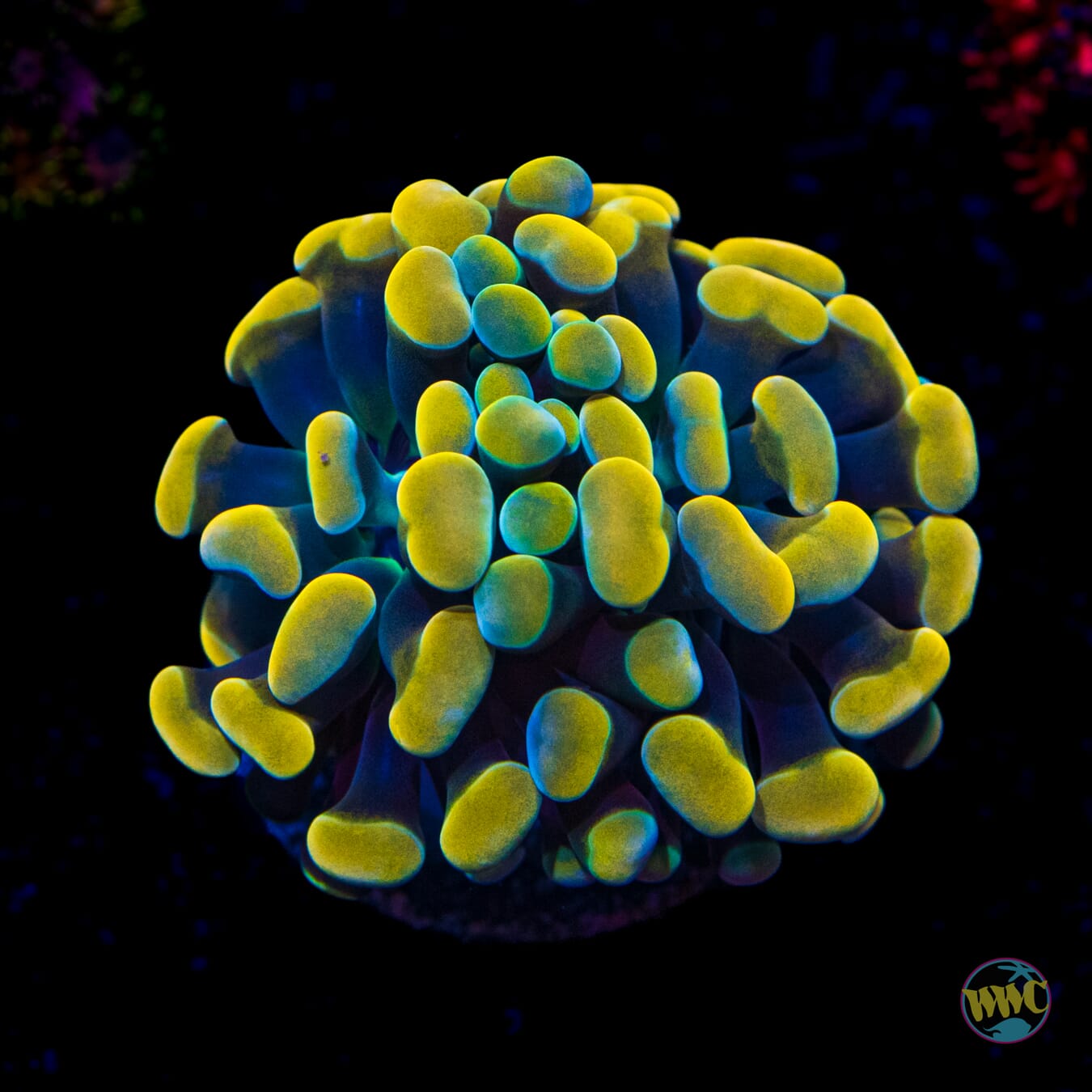 WWC Rainbow Branching Hammer