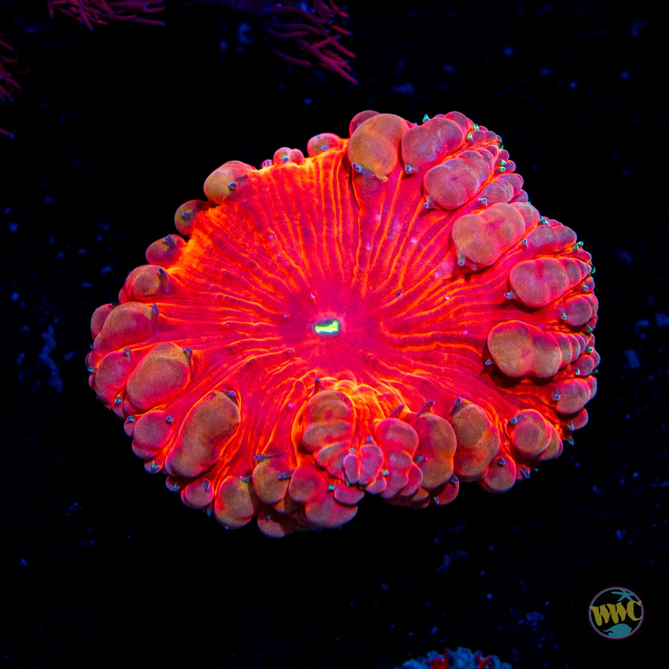 Heart Throb Blastomussa