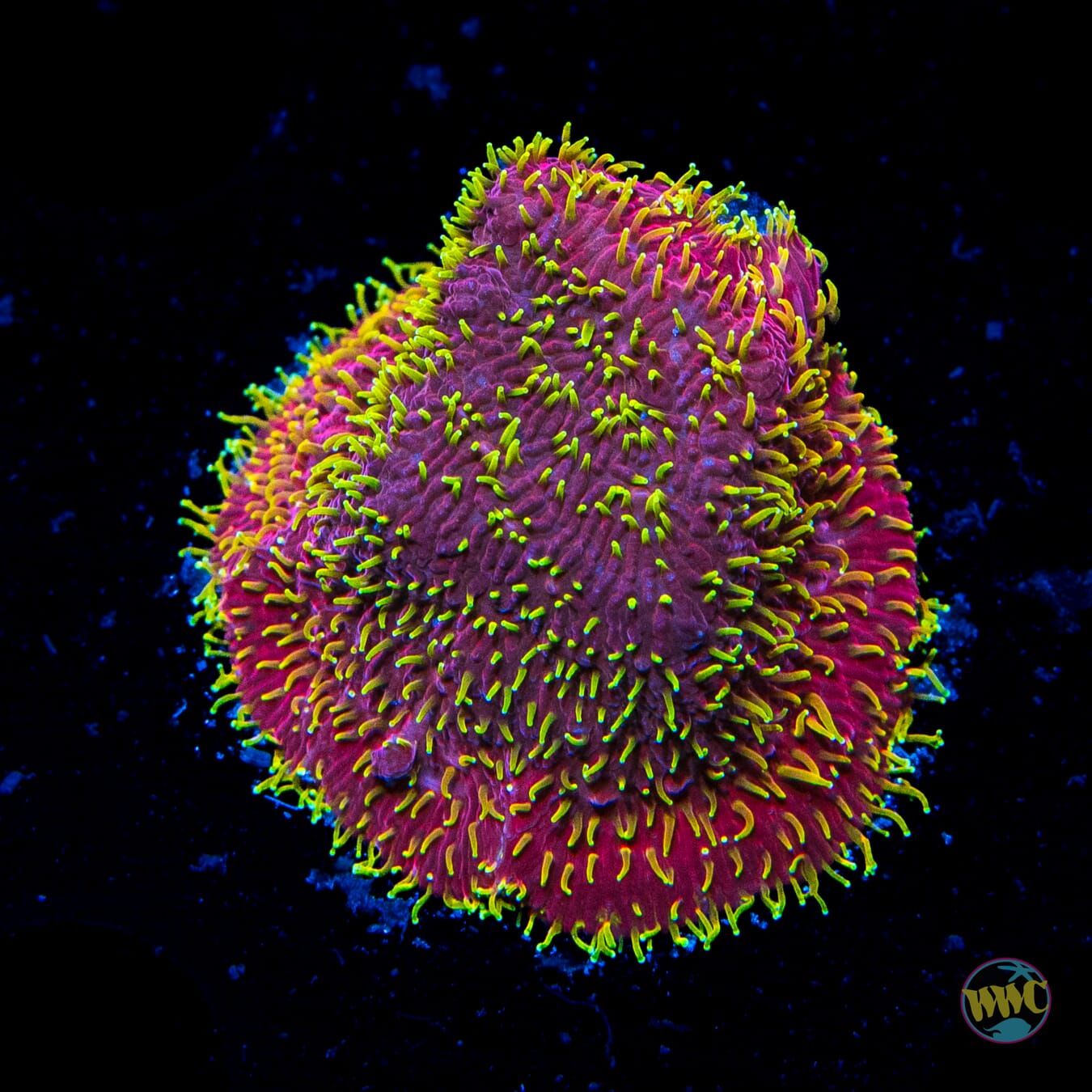 Jason Fox Freak Hair Lithophyllon