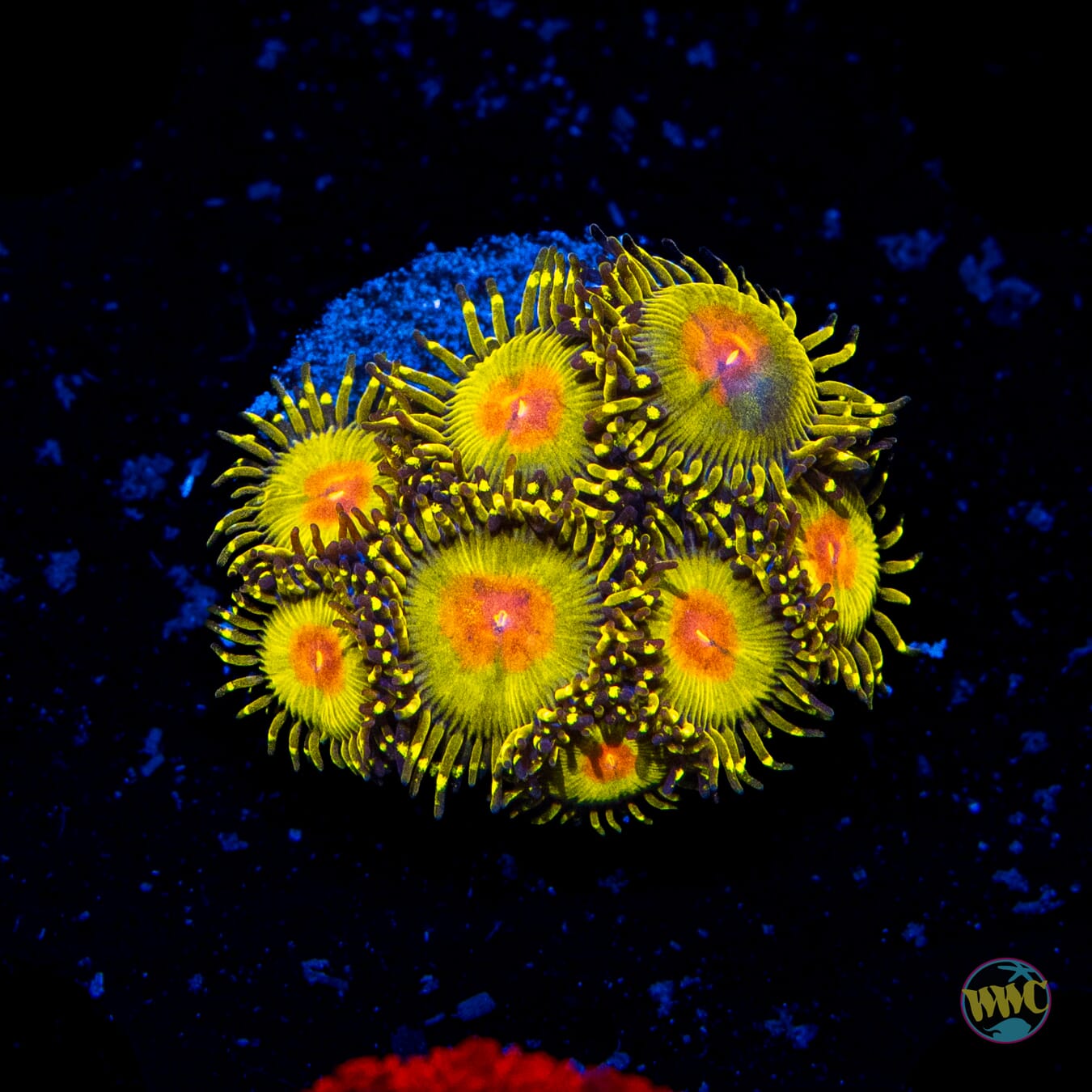 WWC Golden Gods Zoanthids