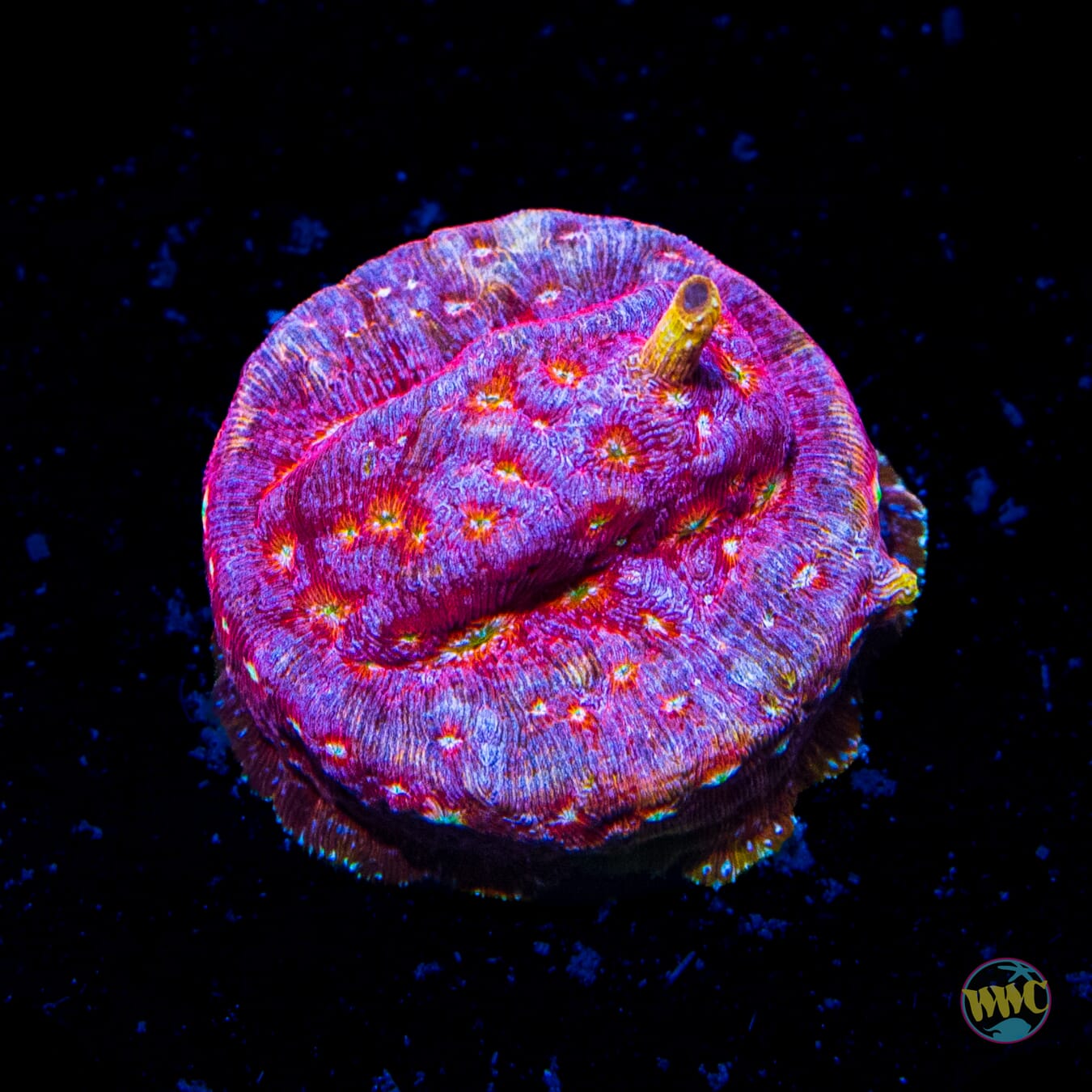 Jason Fox Klepto Leptoseris