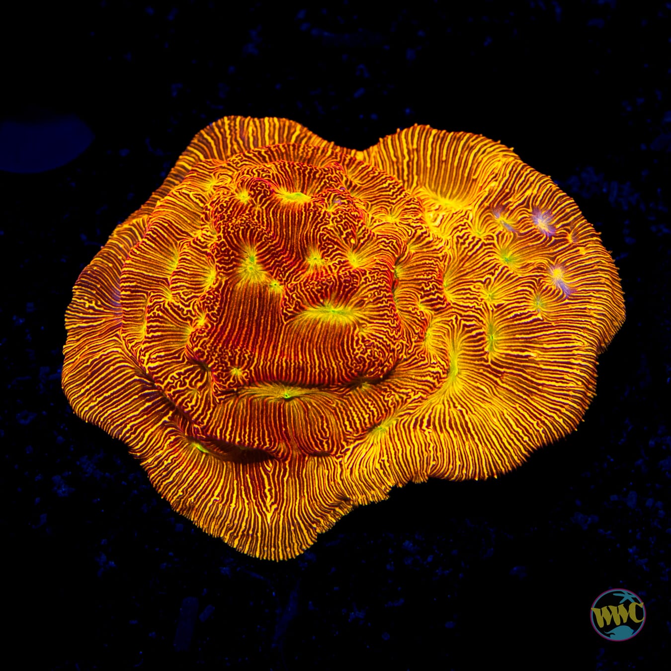 Jason Fox Lethal Leptoseris