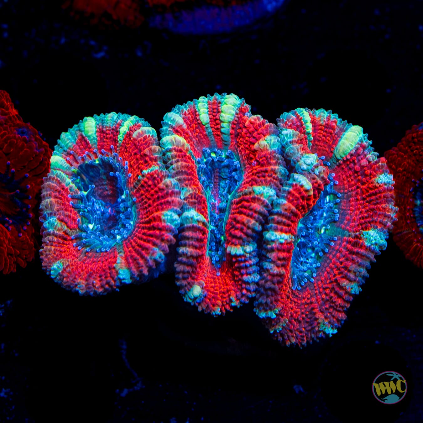 Peppermint Aussie Lord