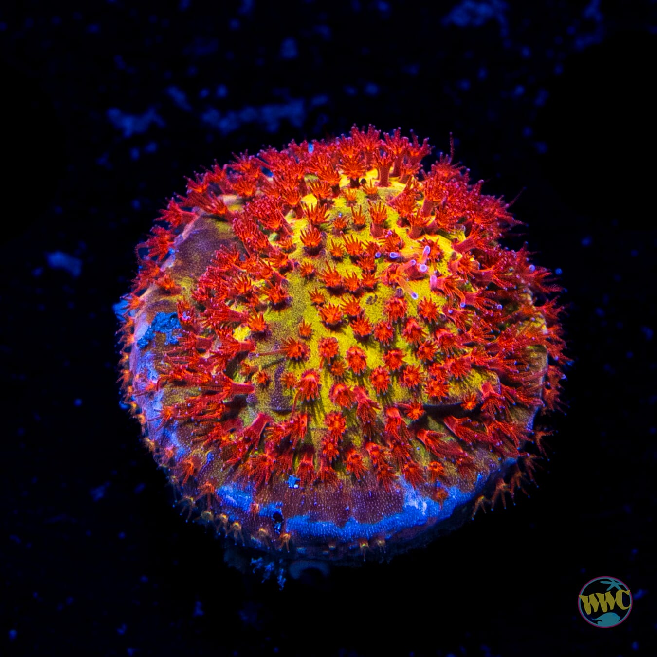 Jason Fox Burning Banana Stylocoeniella