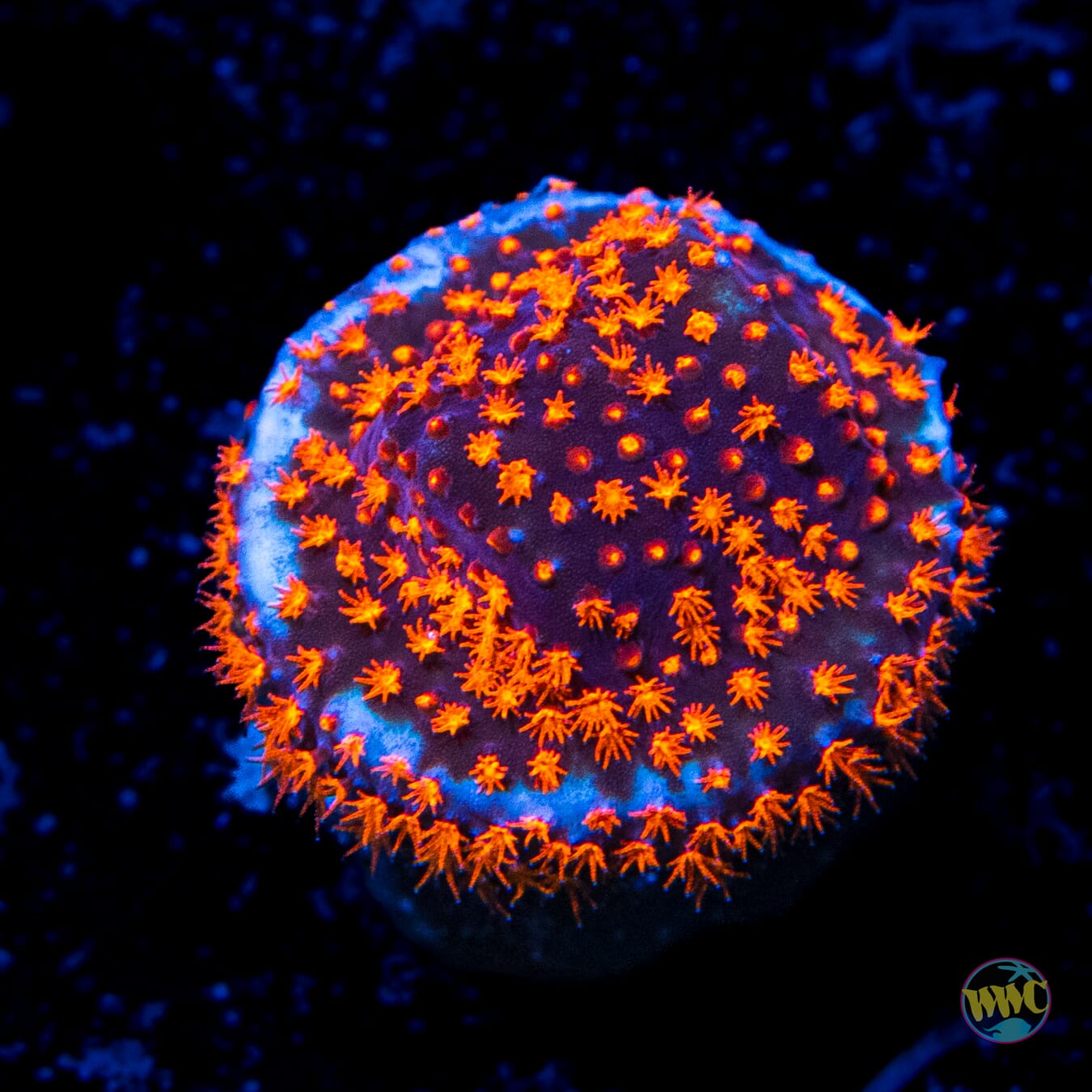 WWC Spiderman Stylocoeniella