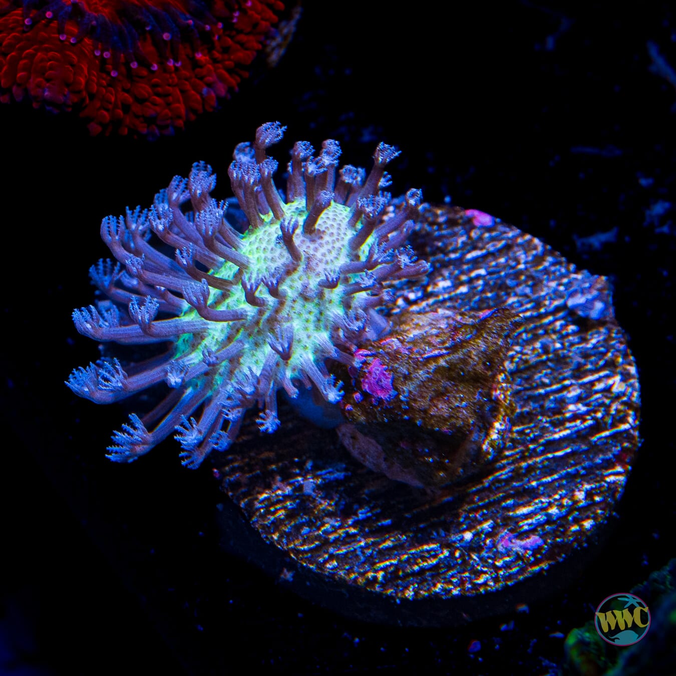 WWC Silver Polyp Toadstool Leather