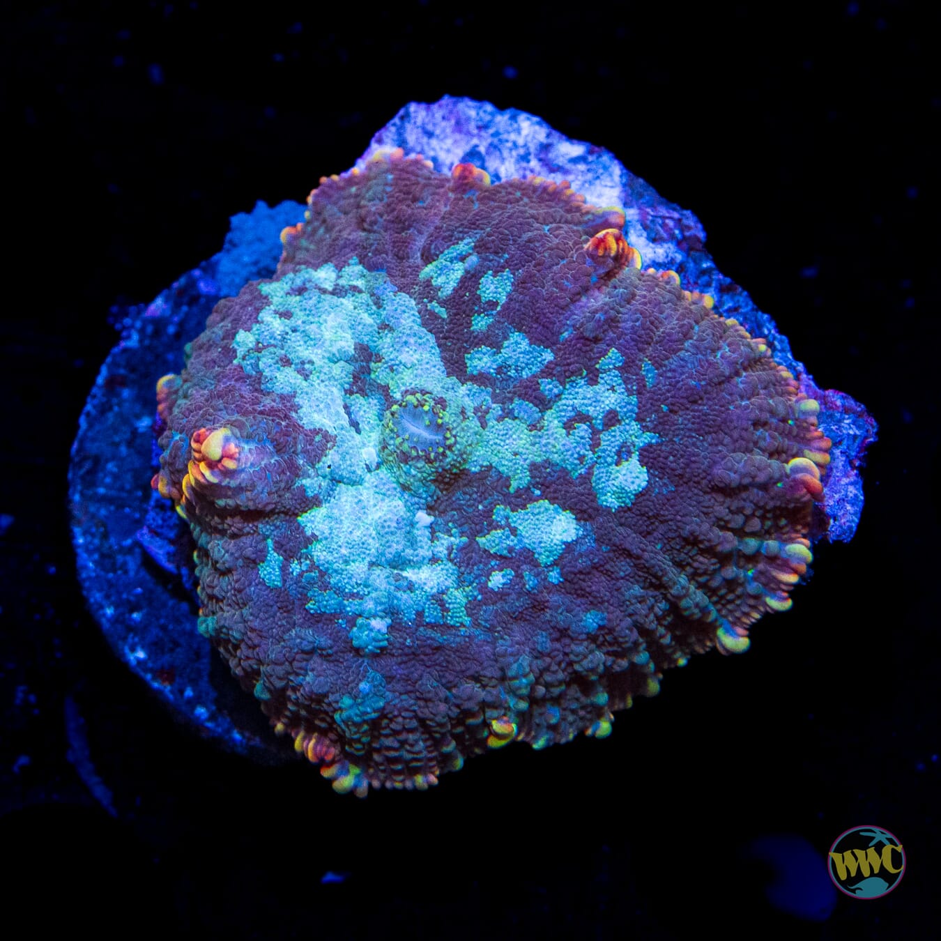 Arctic Circle Rhodactis Mushroom