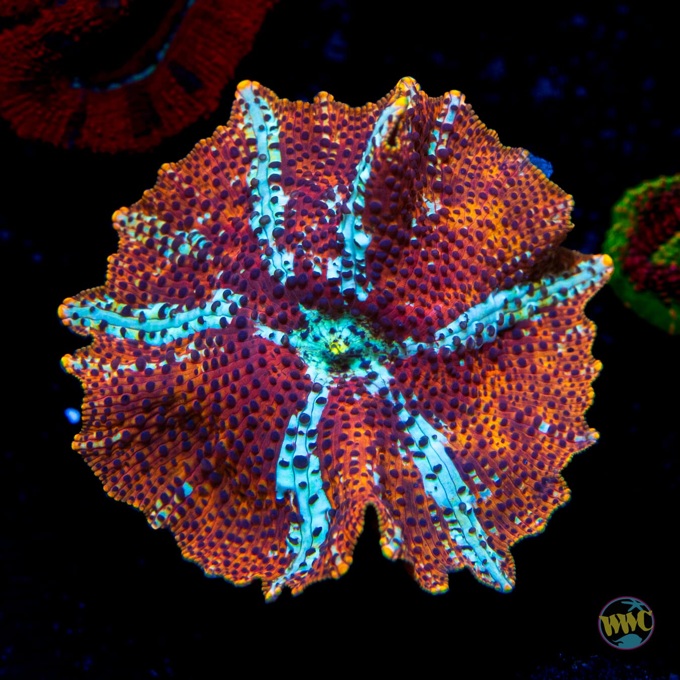 Tiger Eye Disco Mushroom