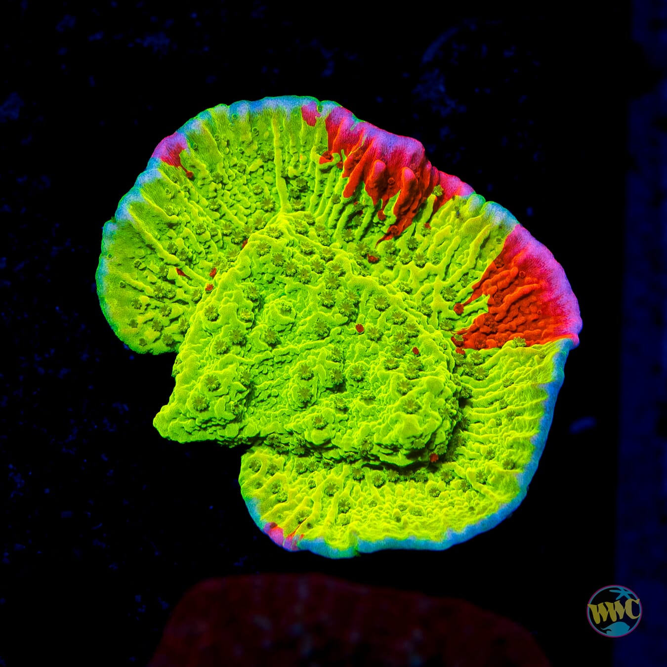 WWC Jaw Breaker Grafted Montipora