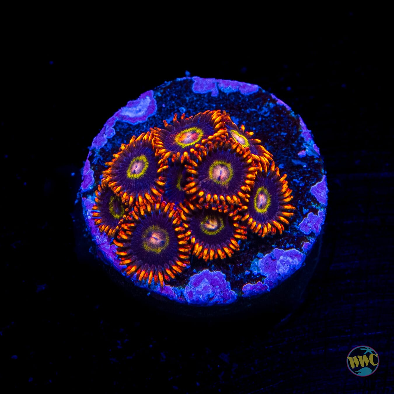 Rainbow Hornet Zoanthids