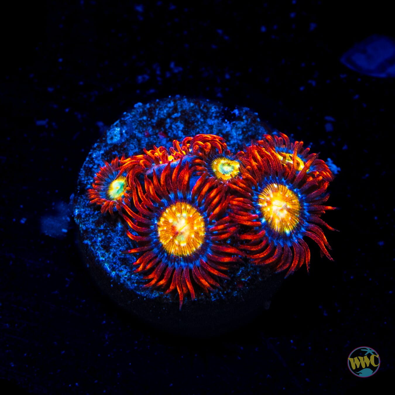 WWC Blondies Zoanthids