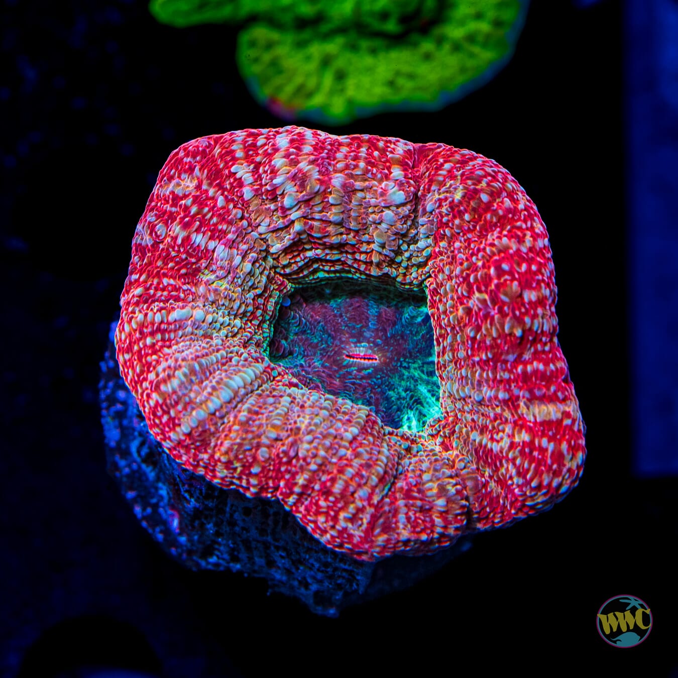 Raspberry Pie Bowerbanki