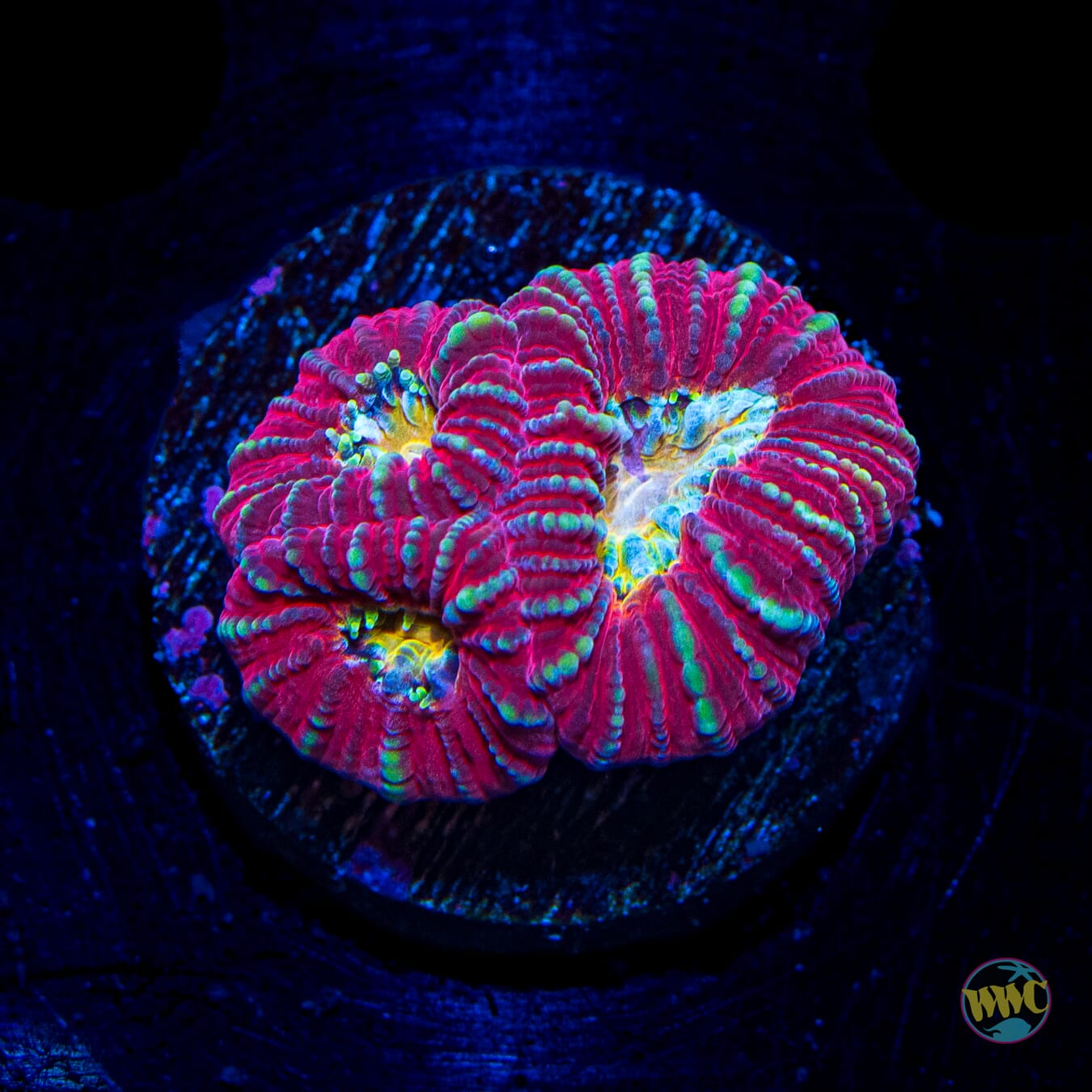 WWC Killer Clown Favia