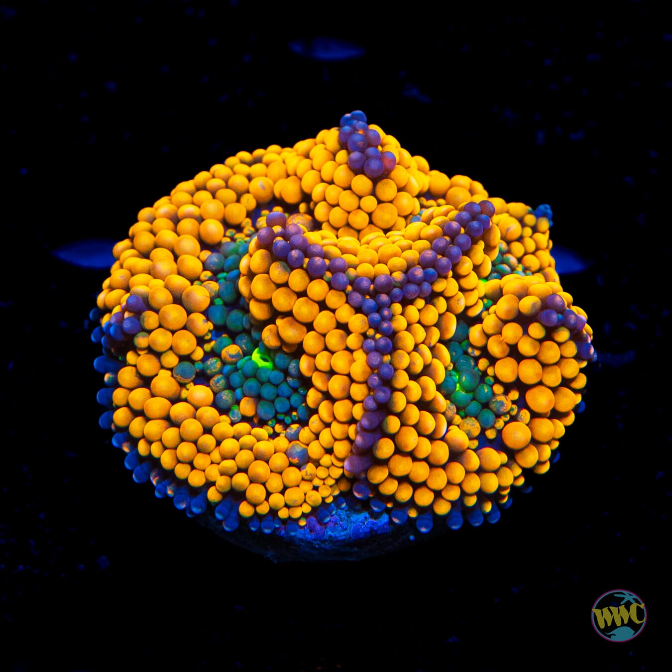 Purple Rim Ricordea Mushroom