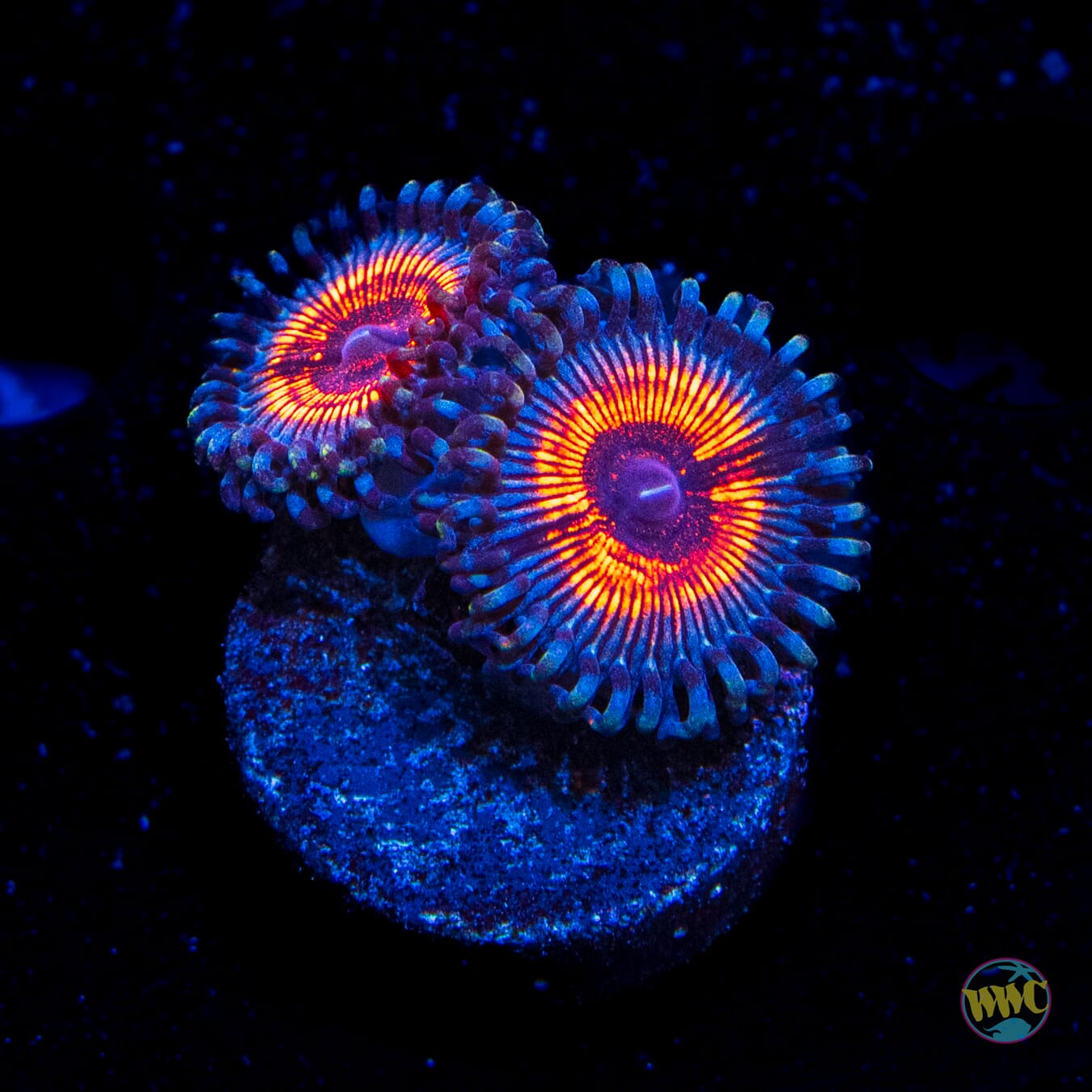 Blue Hornet Zoanthids