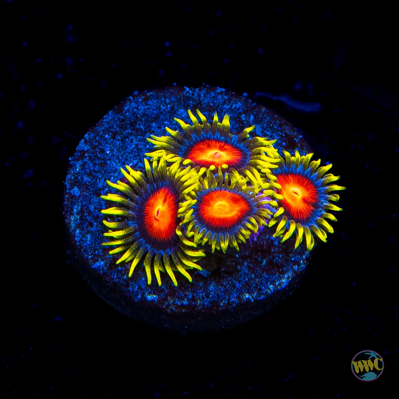 Armor of God Zoanthids