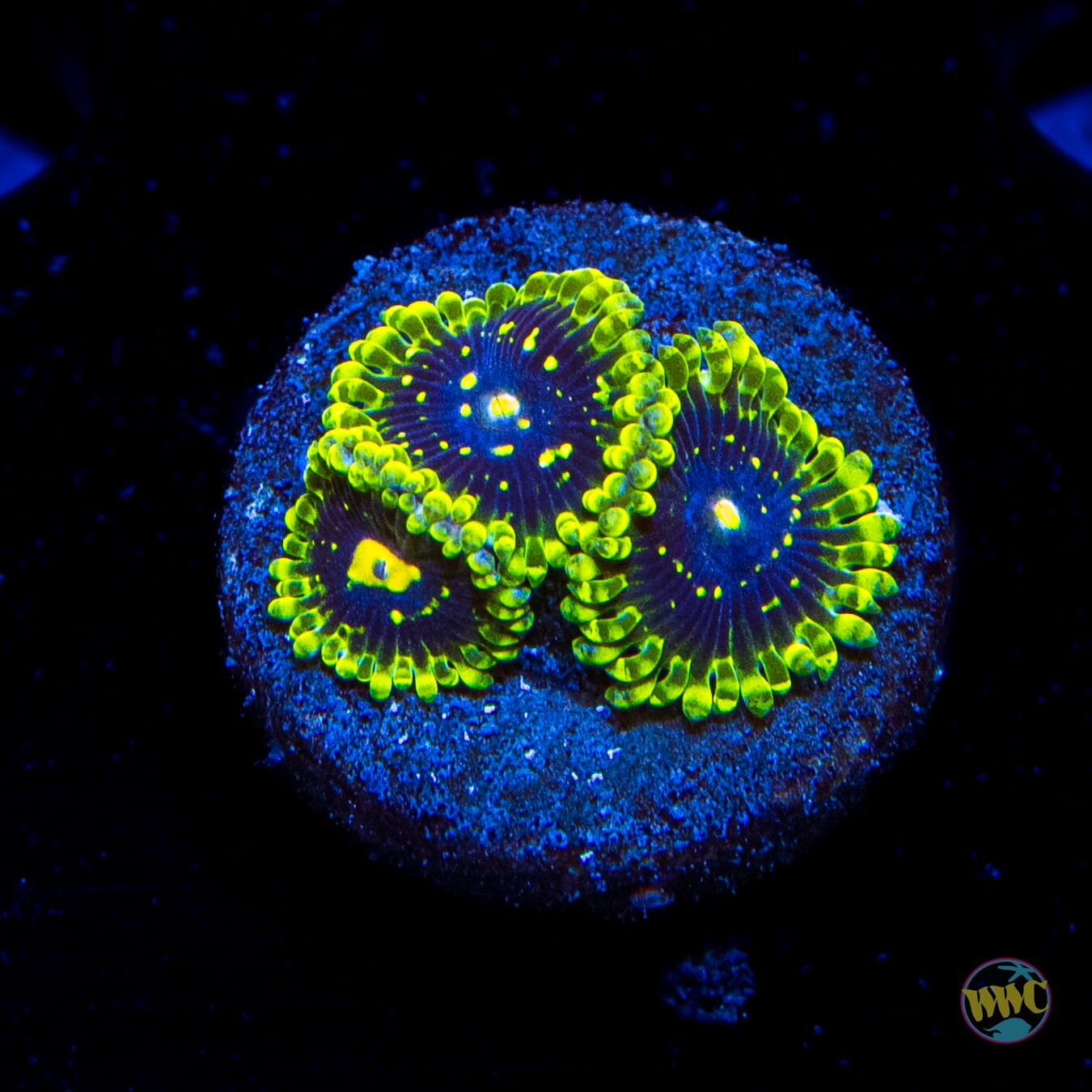 WWC Rising Sun Zoanthids