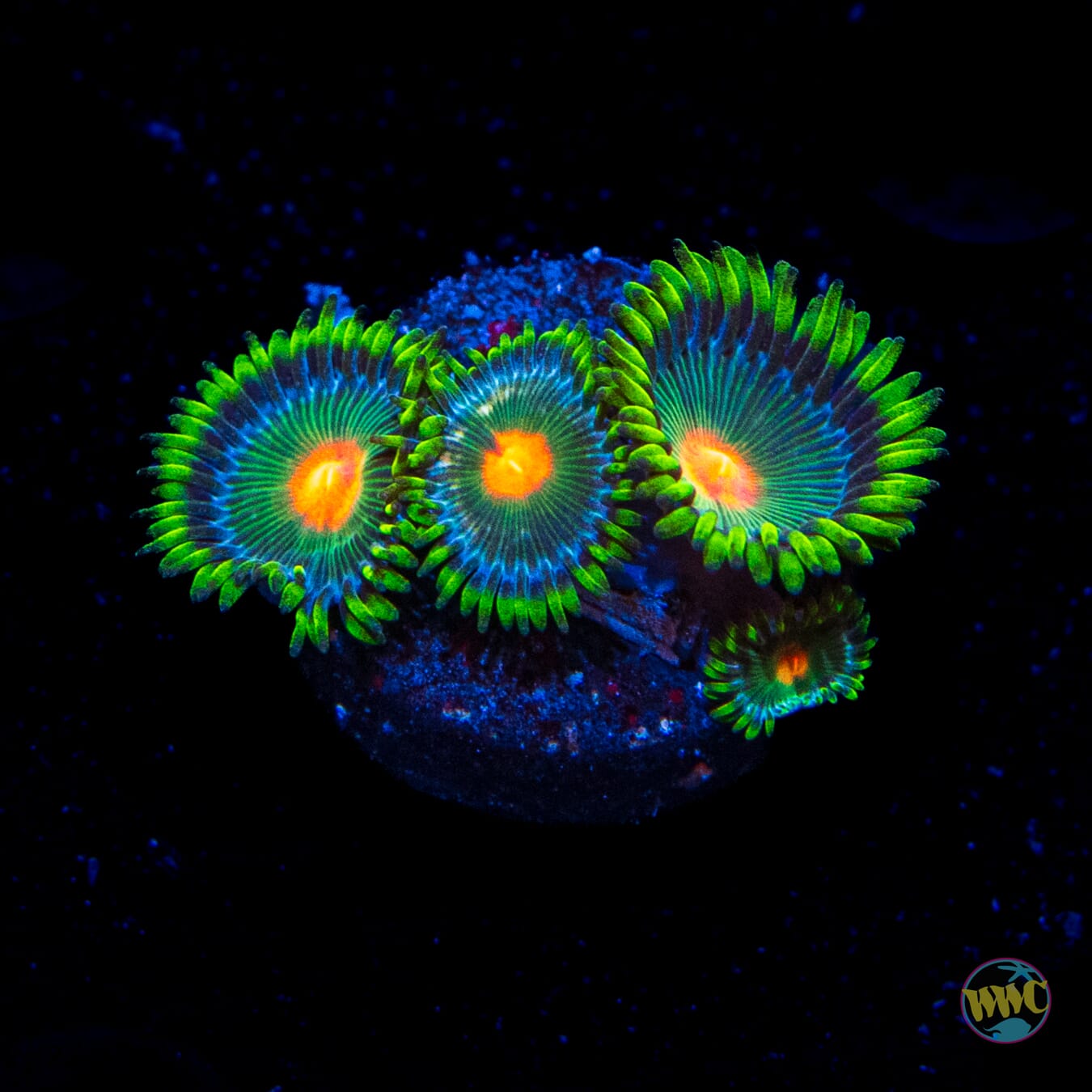 WWC Golden Gods Zoanthids