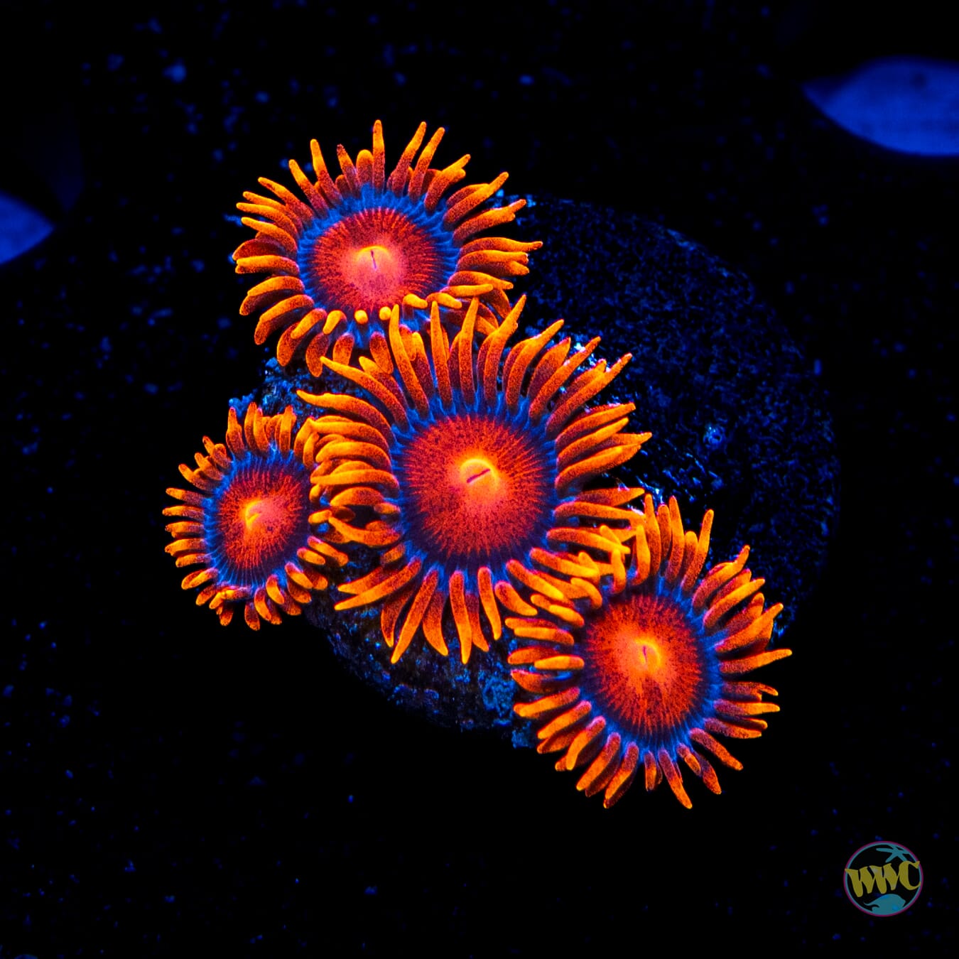 WWC Campfire Zoanthids