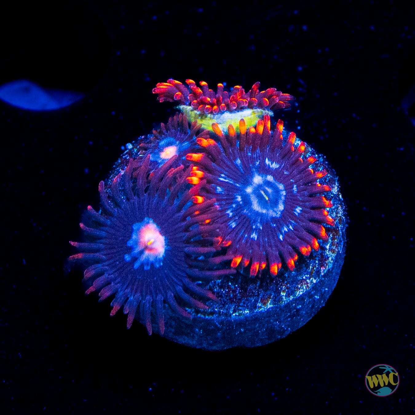 WWC Citrus Cooler Ricordea Mushroom