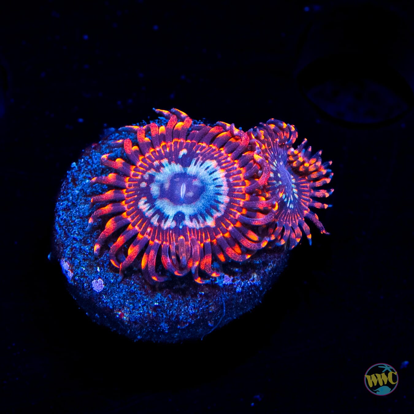 WWC Watermelon Zoanthids