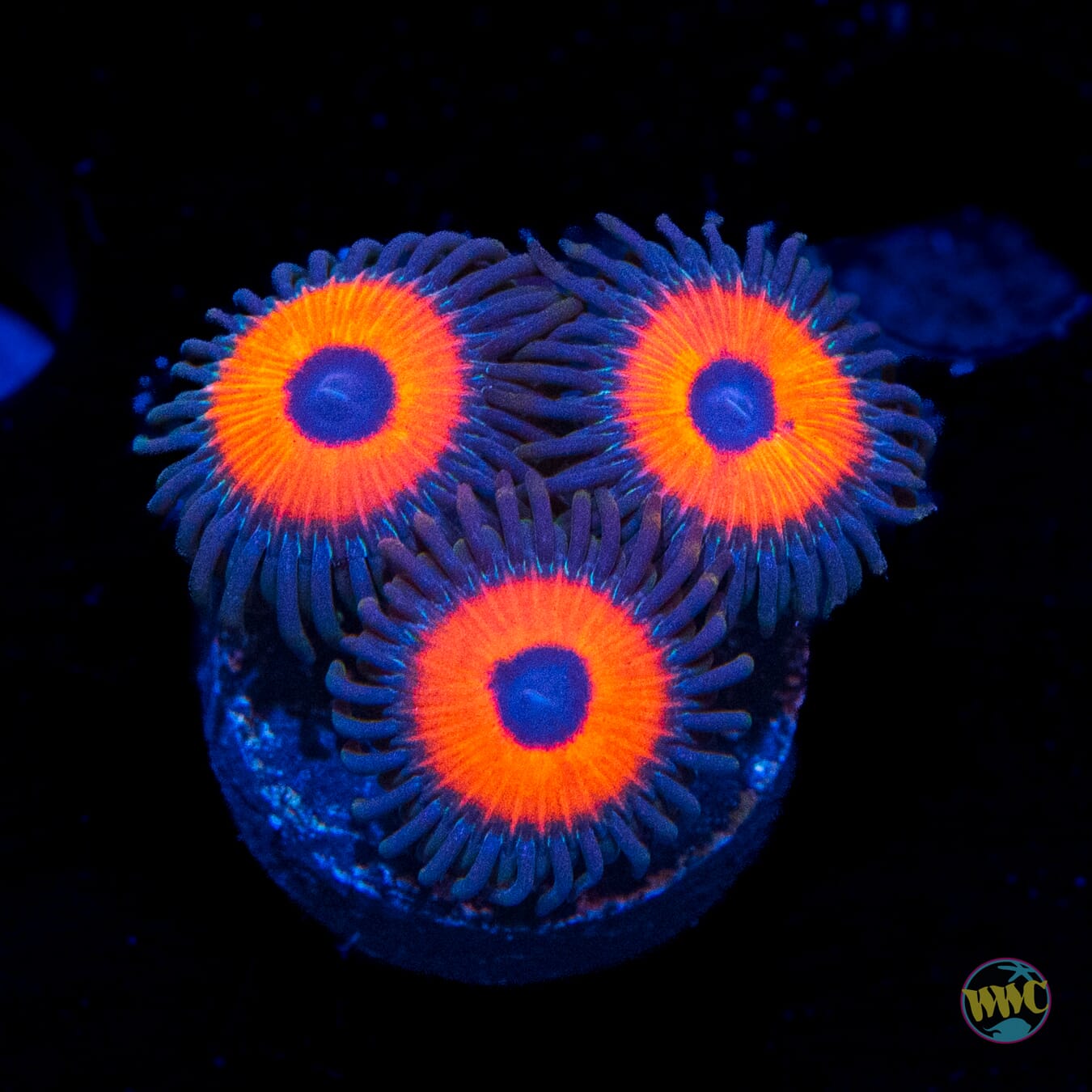 WWC Red Bull Zoanthids
