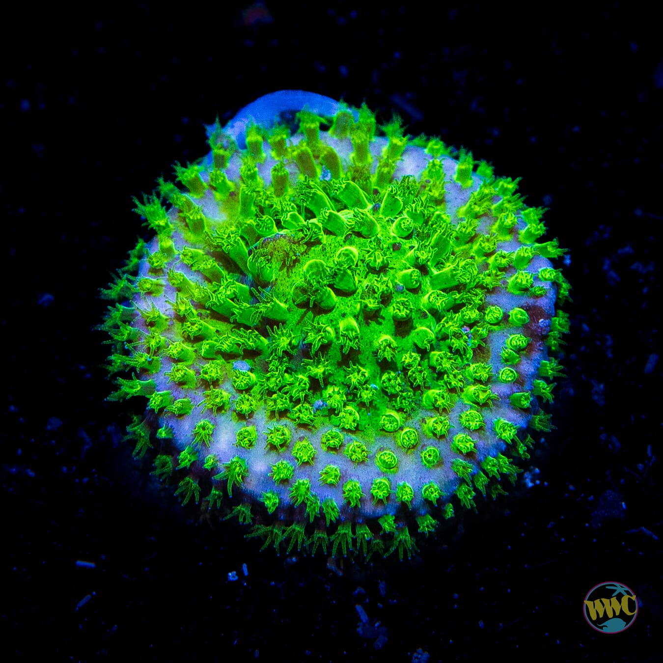 WWC Nightvision Stylocoeniella - Daylight Photo