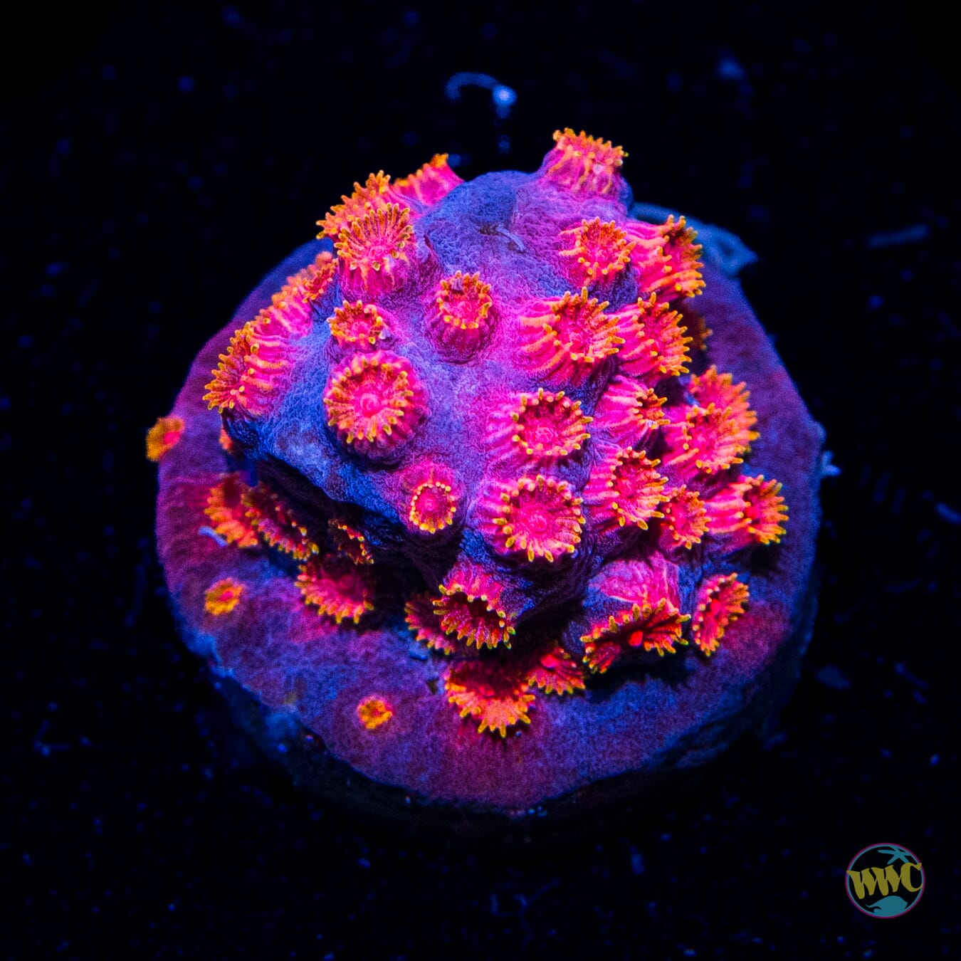 Fako Bizarro Cyphastrea - Daylight Photo