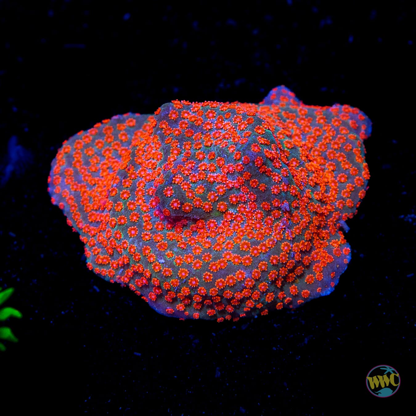 Jason Fox Dizzy Spell Montipora - Daylight Photo