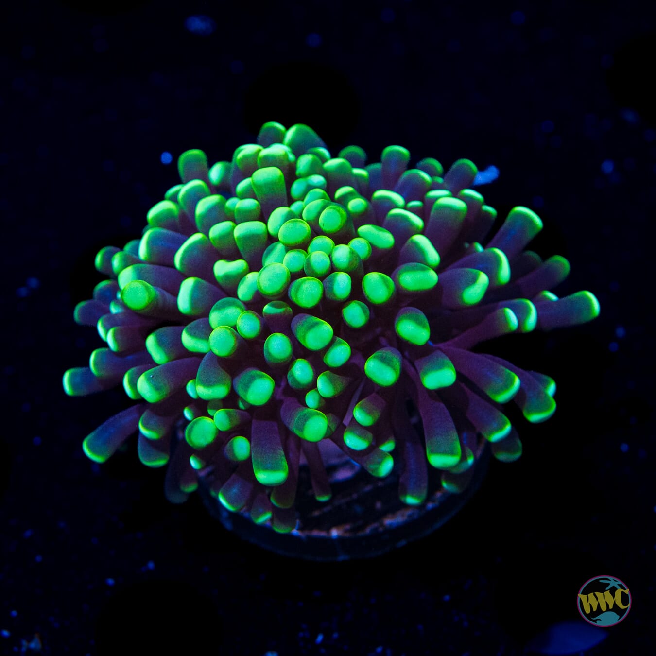 Neon Tipped Cristata Torch - Daylight Photo