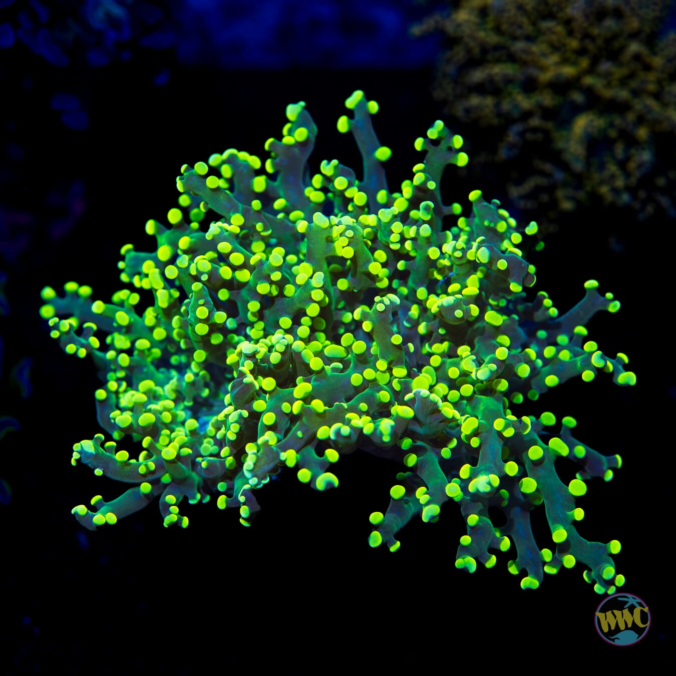 Glow Worm Branching Frogspawn - Daylight Photo