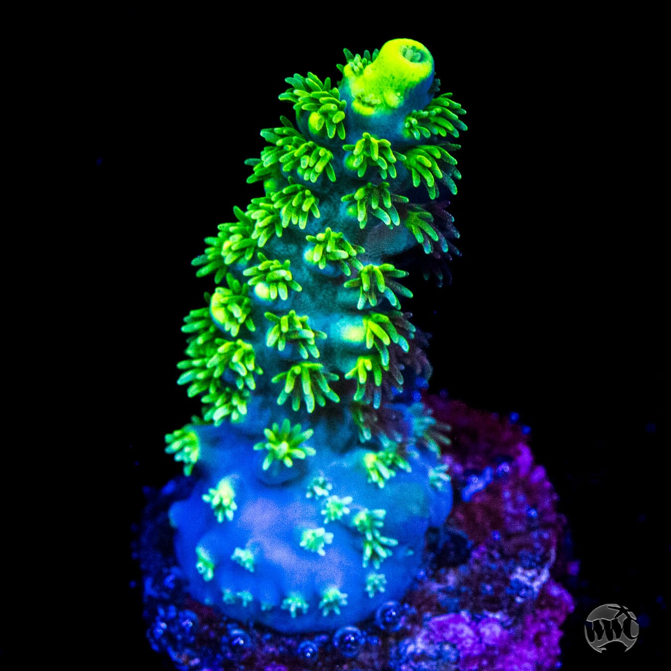 WWC Shark Attack Acropora - Daylight Photo