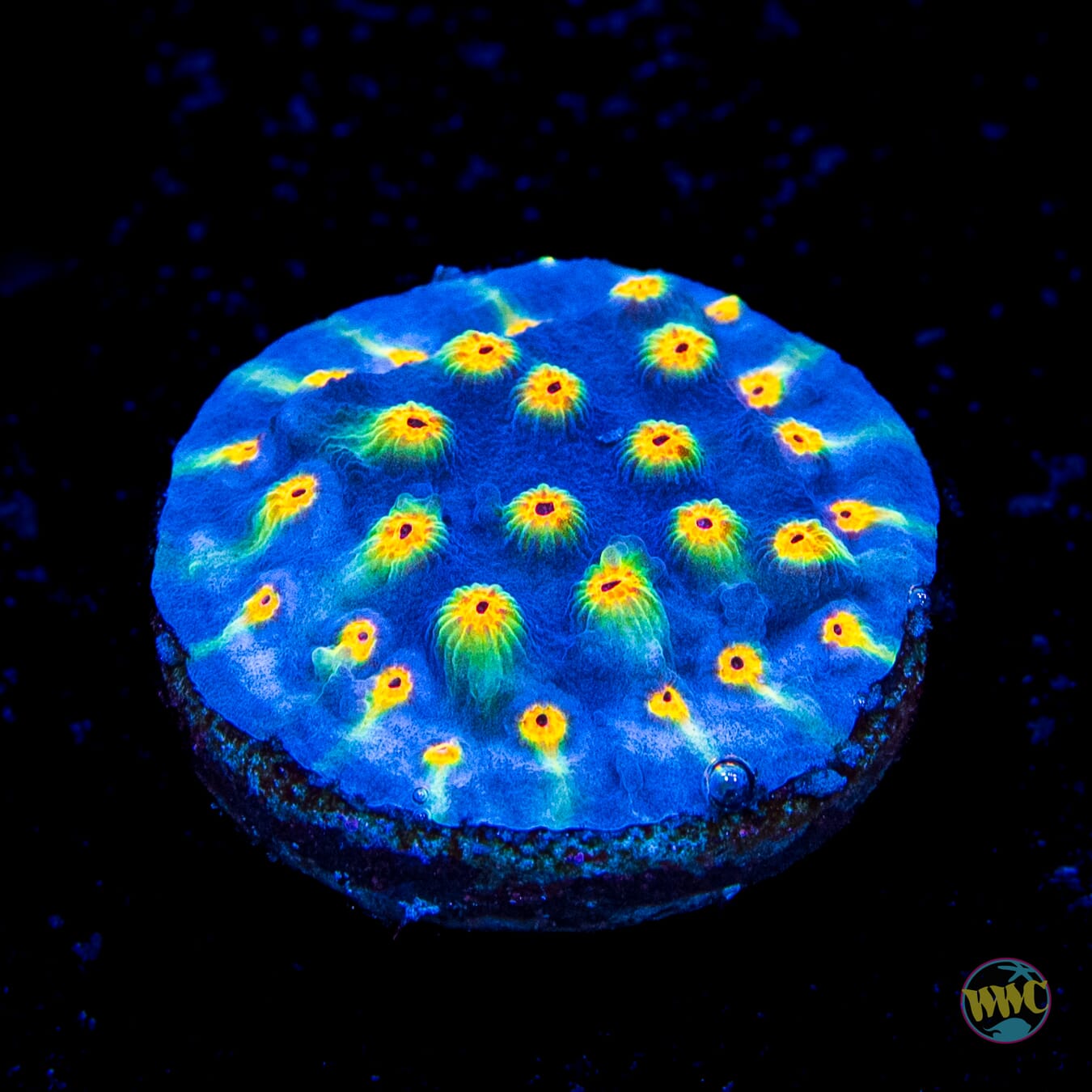 WWC Rainbow Madness Cyphastrea