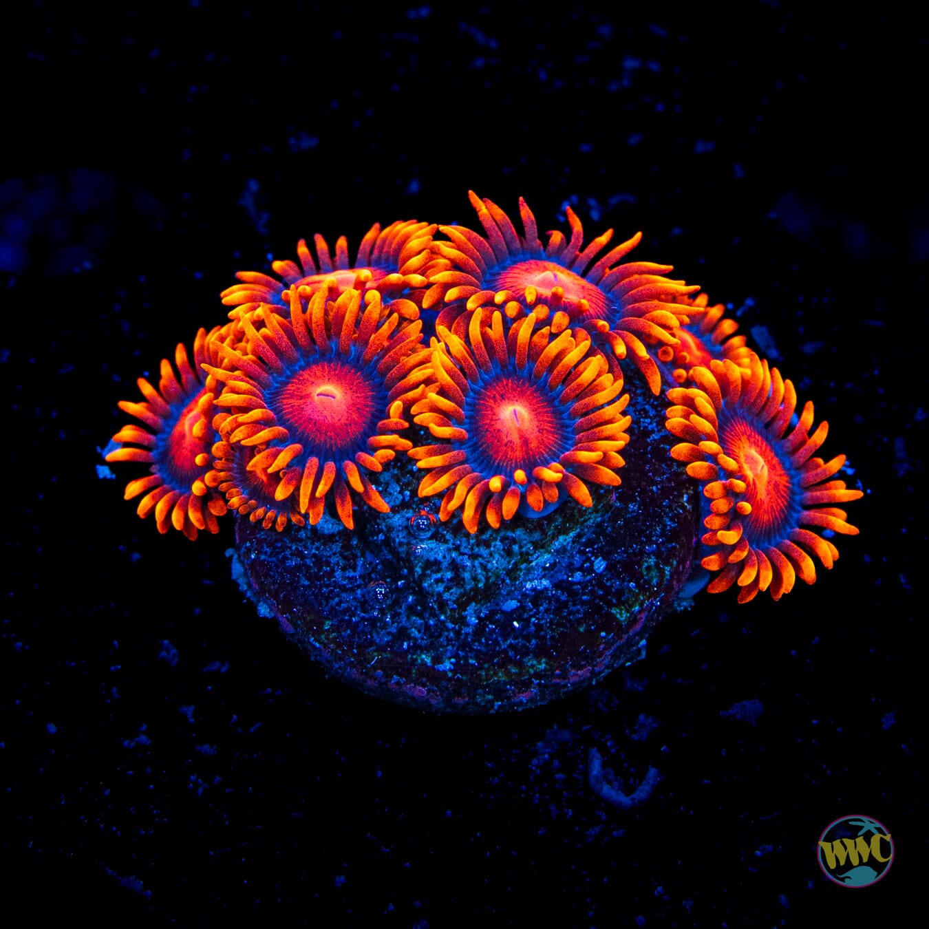 Bam Bamz Zoanthids