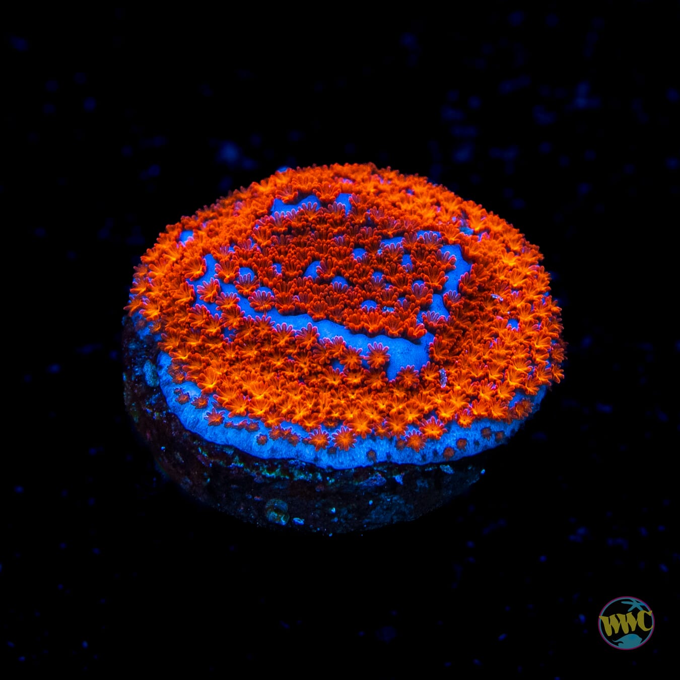 WWC Superman Montipora