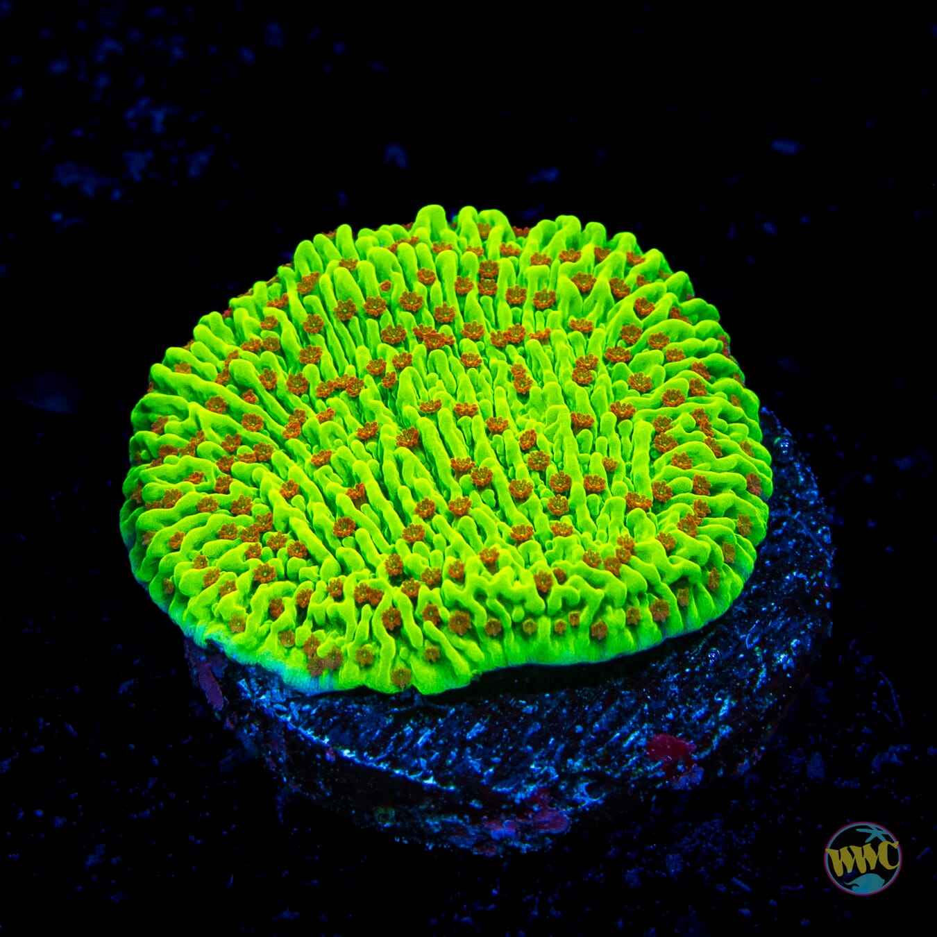 WWC Cousin Eddie's Toxic Montipora