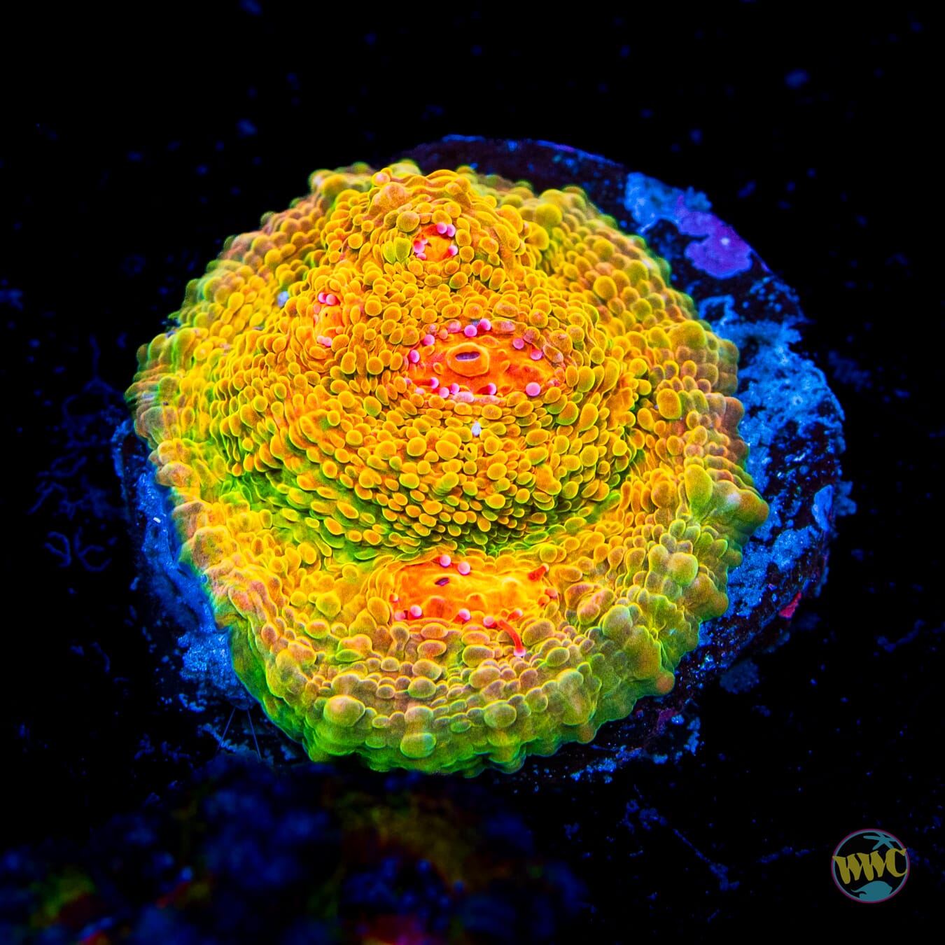 Tyree Mummy Eye Chalice