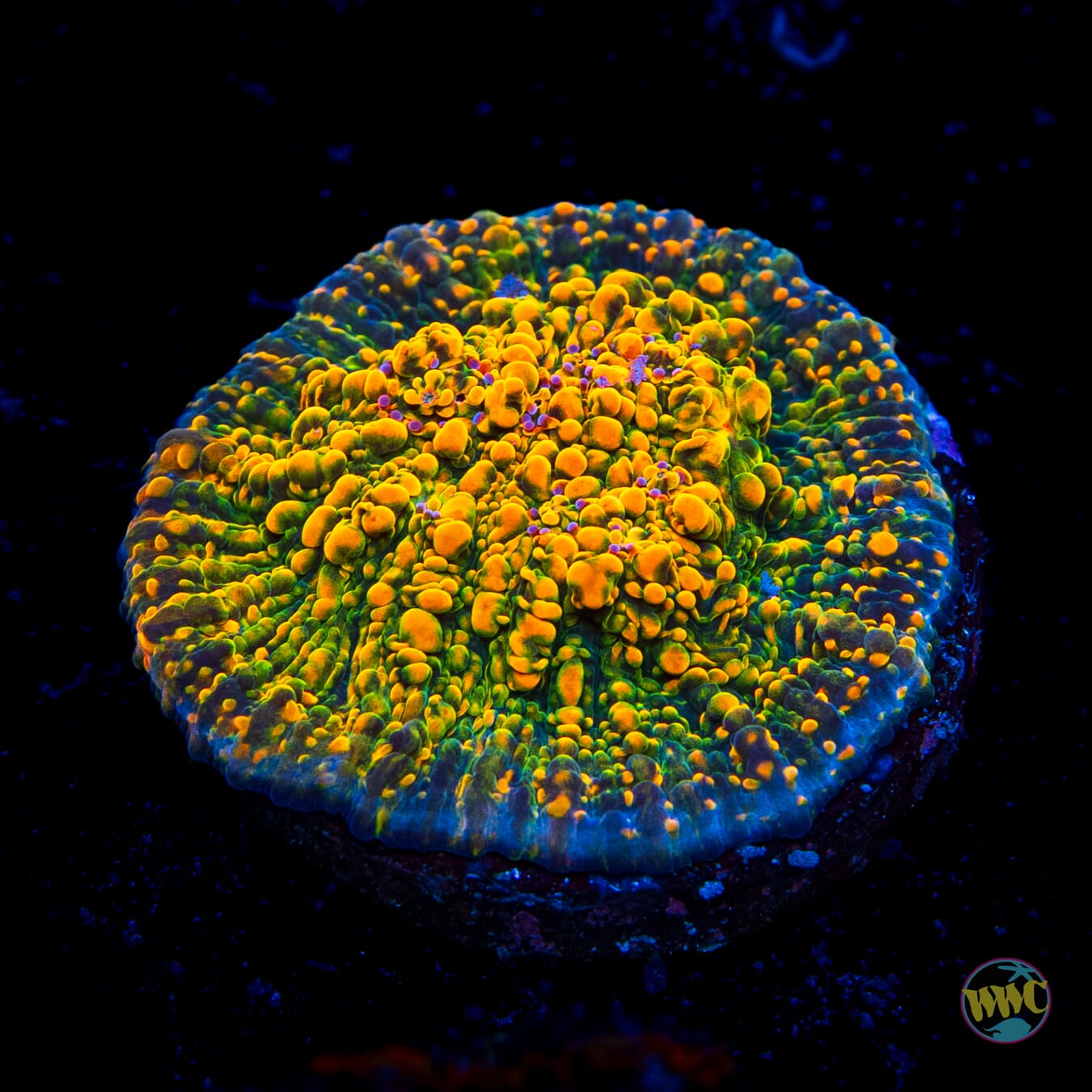 WWC Stellaria Chalice