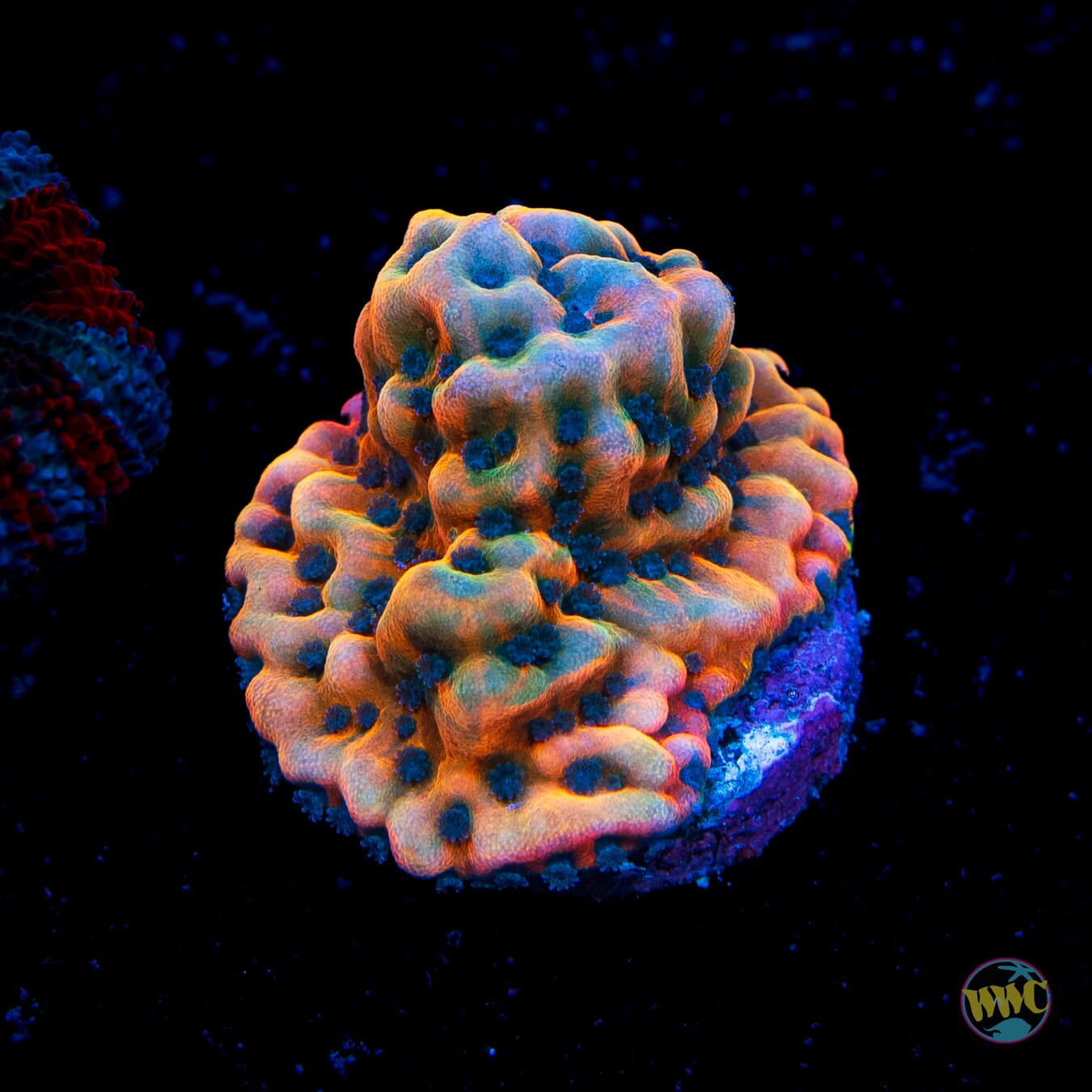 Jason Fox Altered Ego Montipora