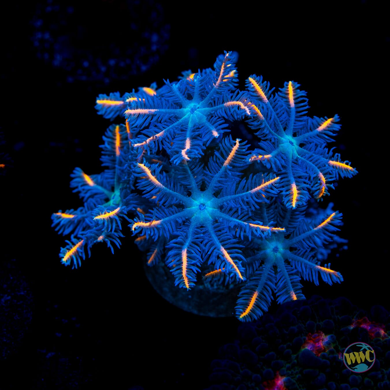 WWC Florida Squeeze Clove Polyps
