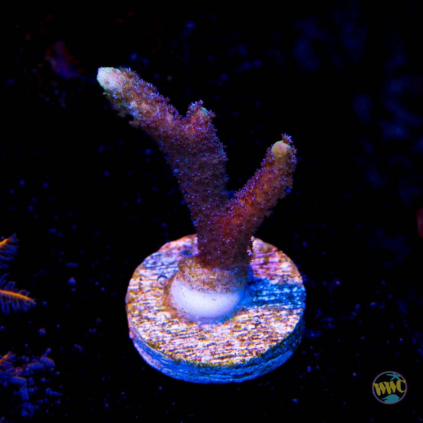 ORA German Blue Digitata Montipora