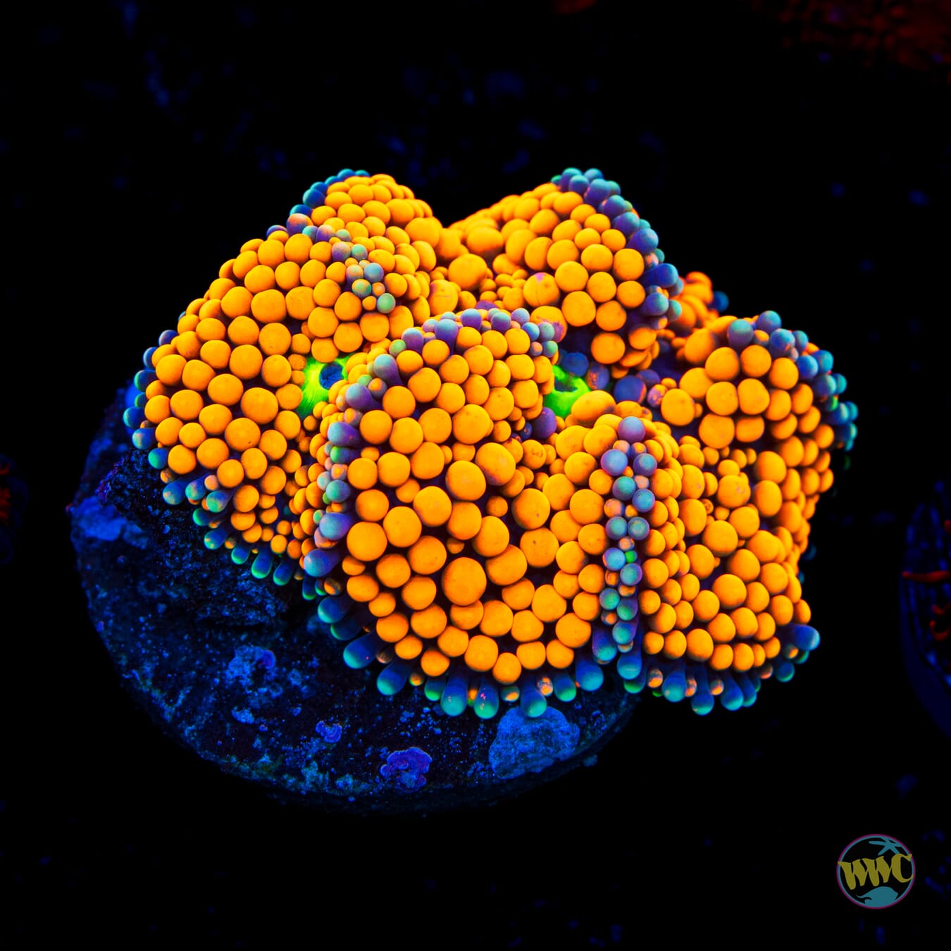Rainbow Rim Ricordea Mushroom