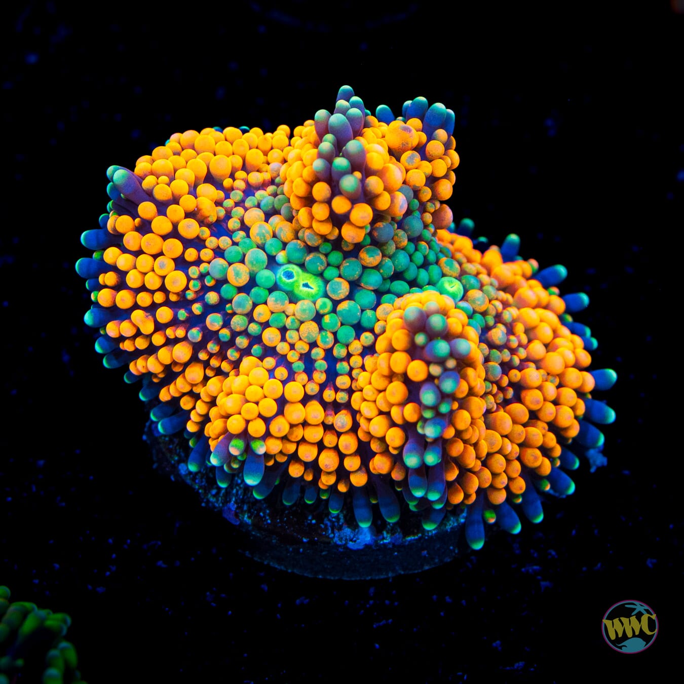 Blueberry Rim Ricordea Mushroom